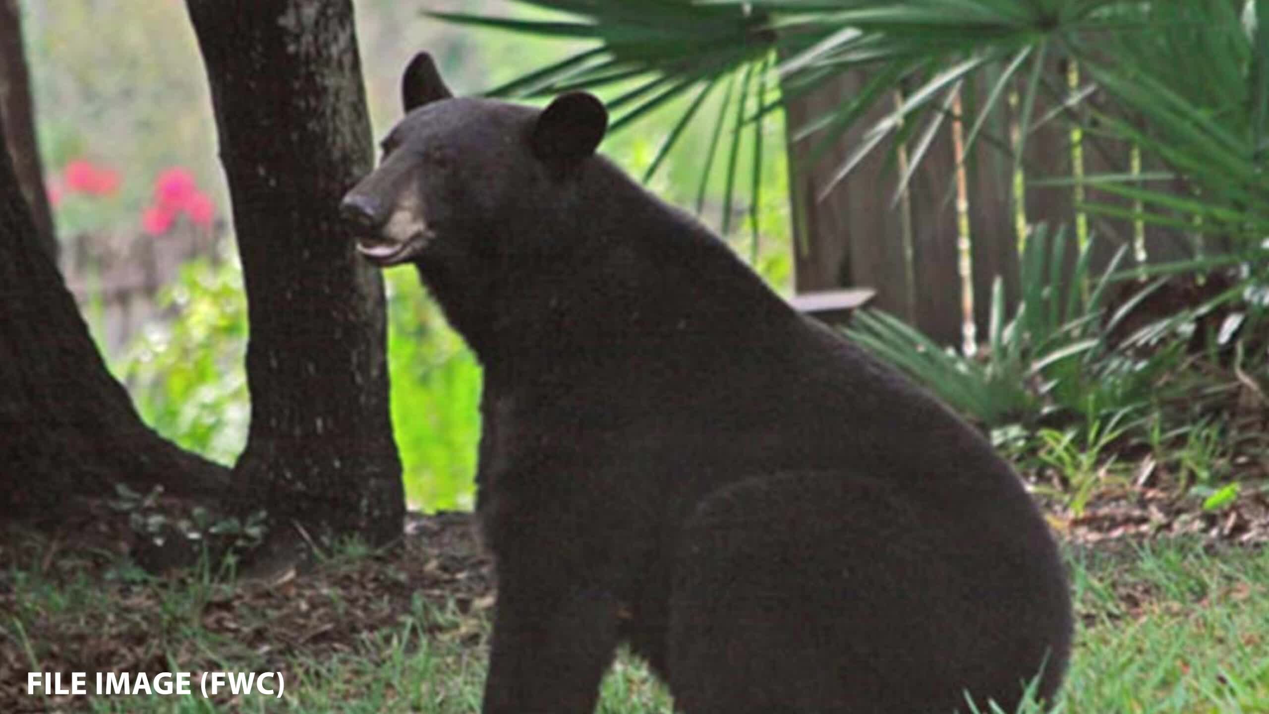 Woman attacked by bear in Central Florida neighborhood