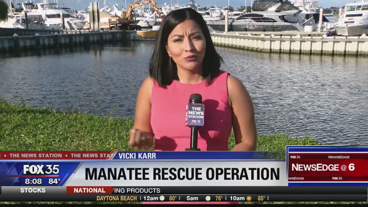 Manatee rescue operation