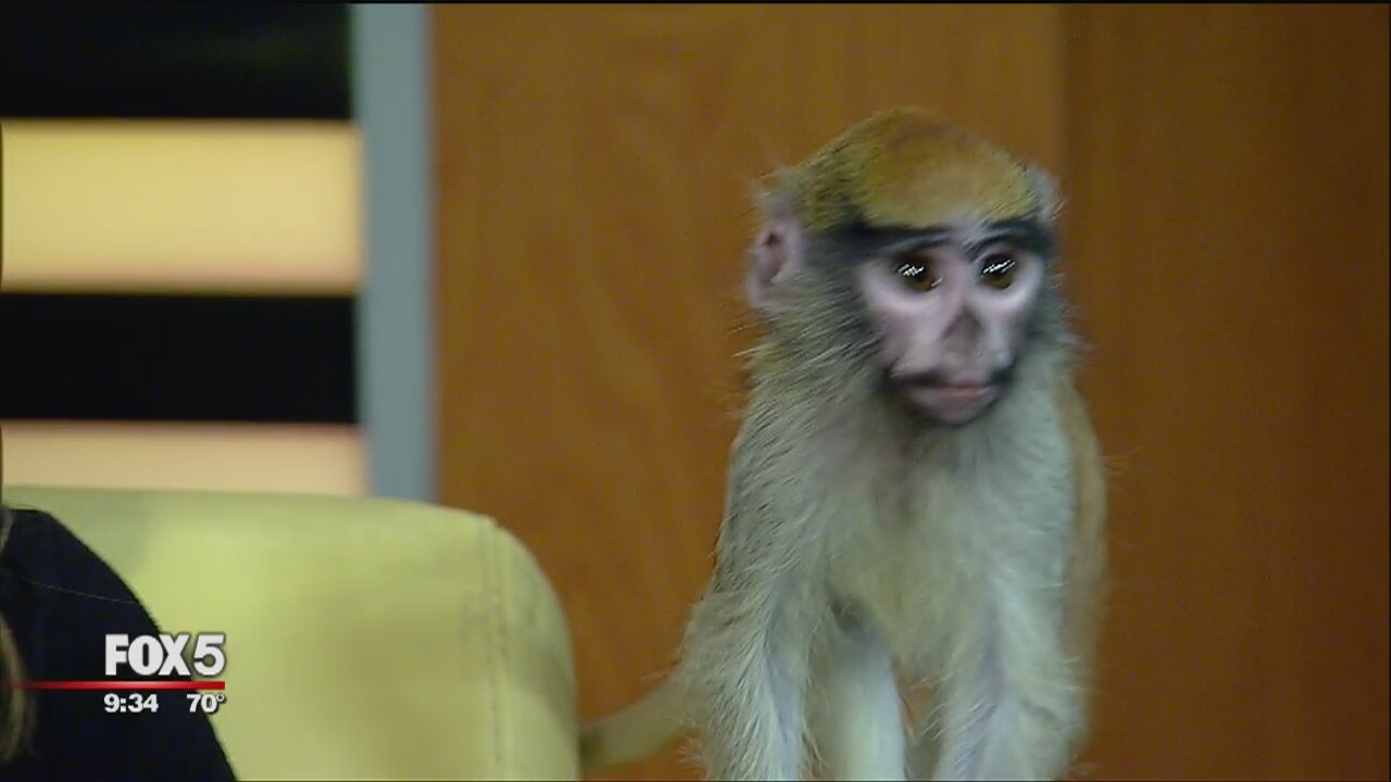 Amazing Monkeys: Asia