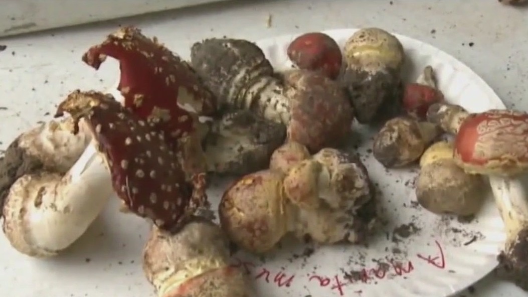 Edible mushrooms