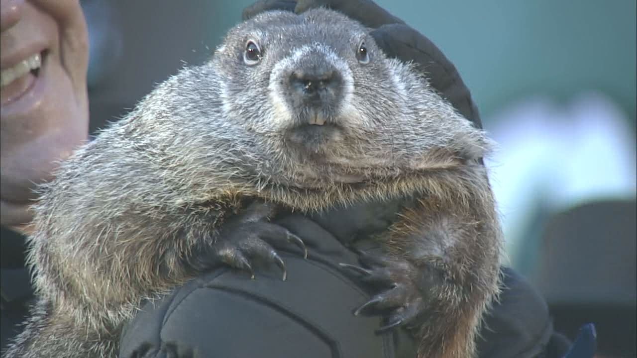 Pennsylvania groundhog predicts early spring