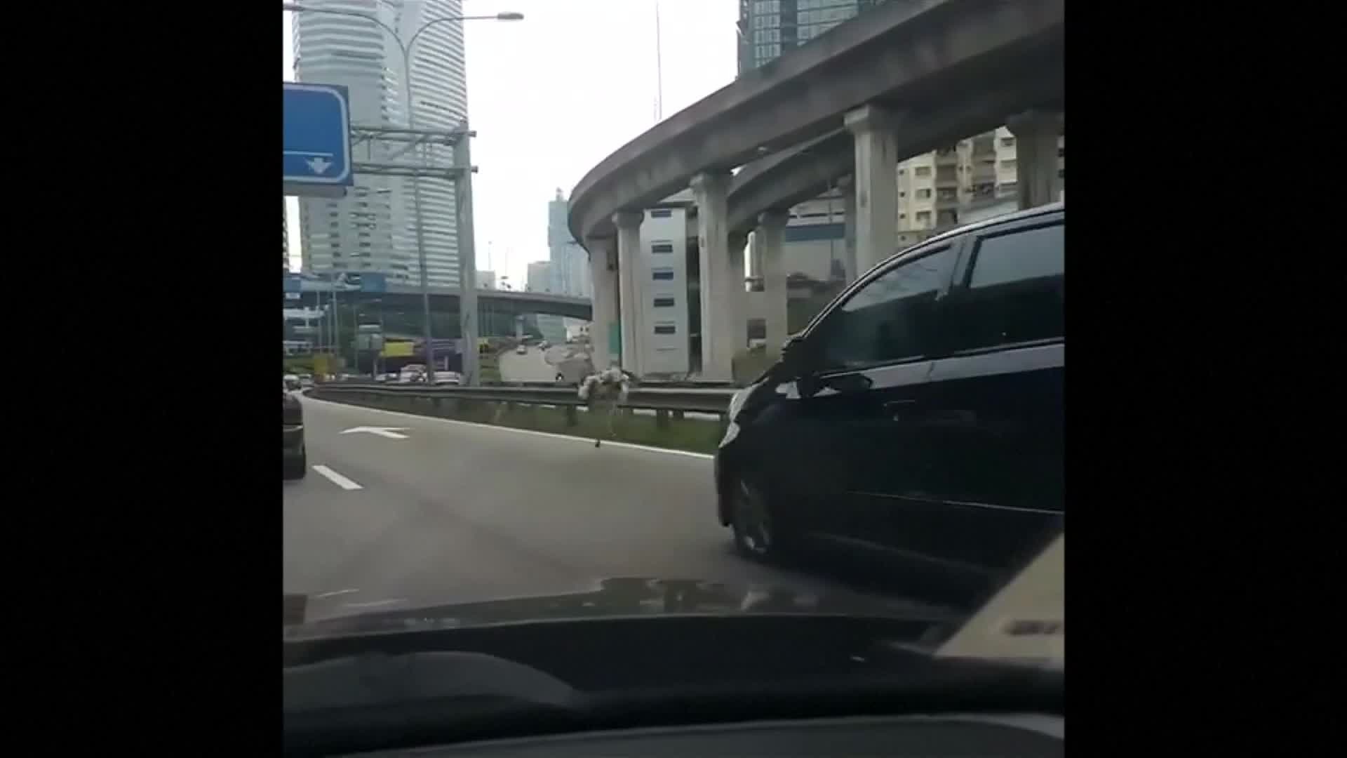 Runaway ostrich