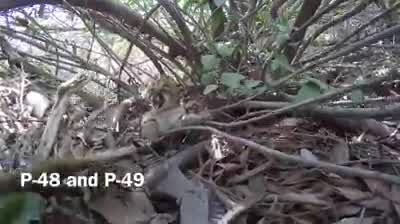 Mountain lion kittens born in Southern California