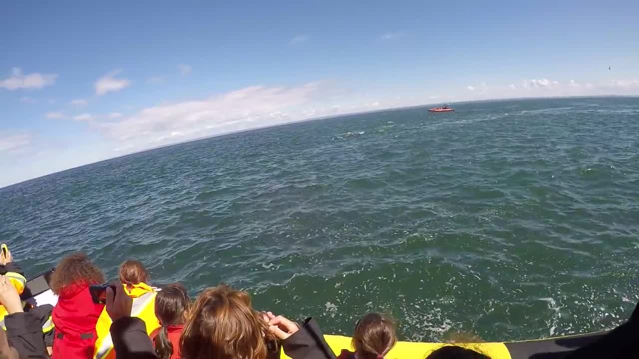 Whale Watching Video