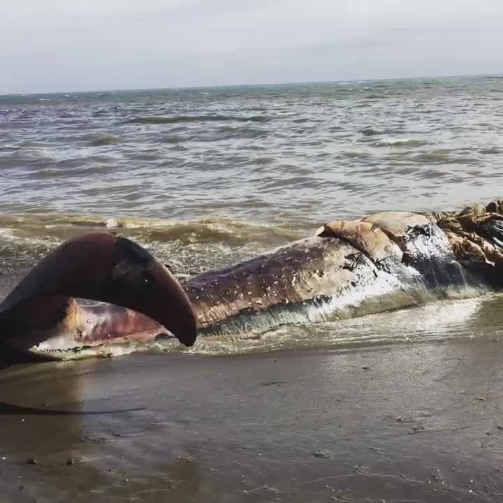 Whale killed by ship strike in Bolins