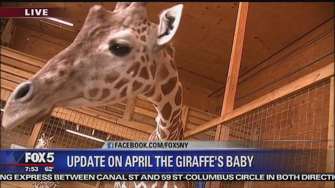 In the Pen with April and Tajiri Giraffes