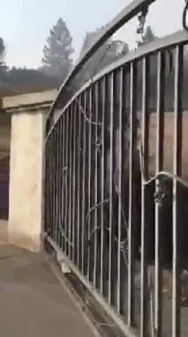 Family finds dog waiting for them at burned down home