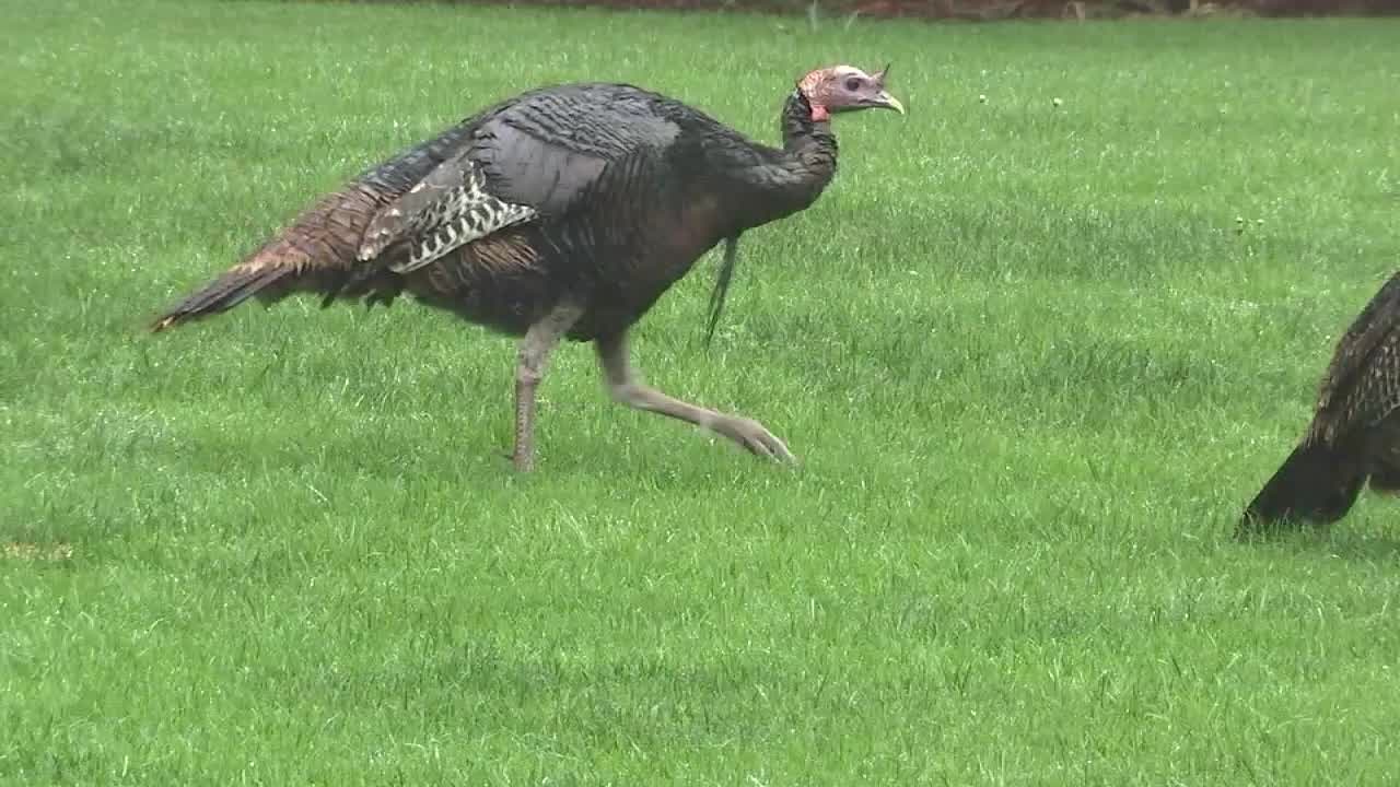 Wild turkey invasion