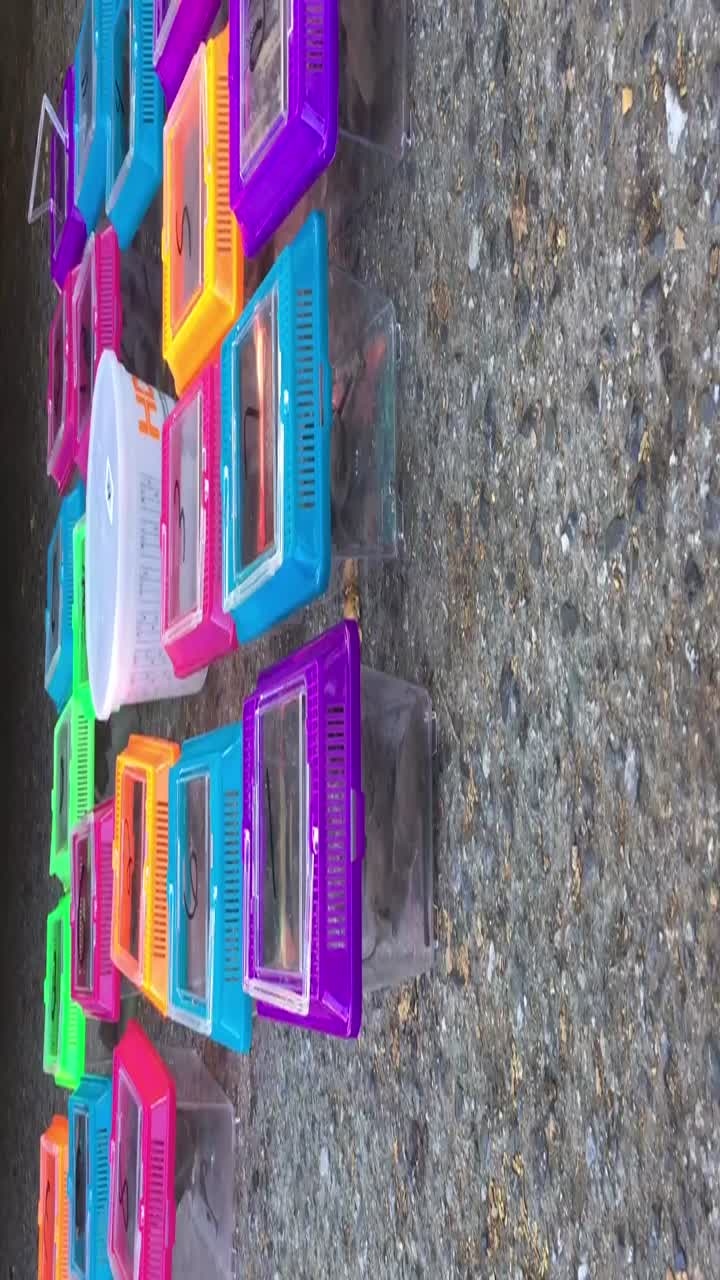 Eighty three bats found behind mural at Menlo Park home