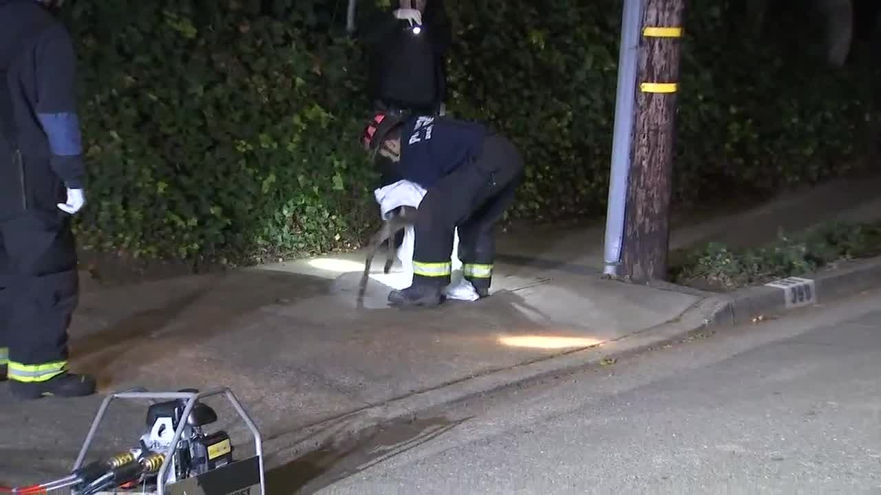 Deer stuck