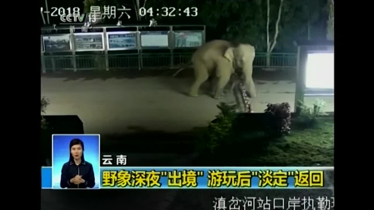 Elephant crossing border