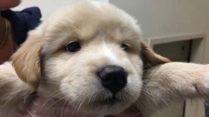 Puppies arrive in SoCal from Houston
