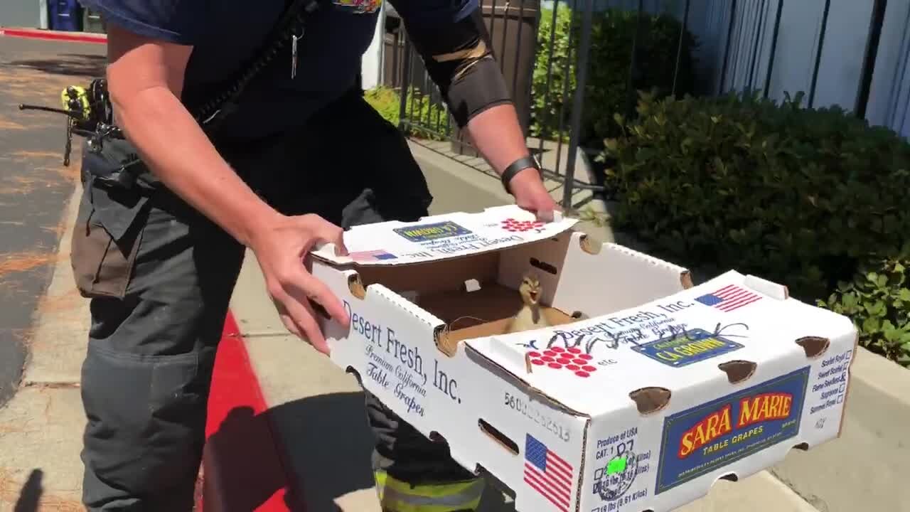 Lucky ducks: Trapped ducklings rescued by fast-thinking San Leandro fire crews