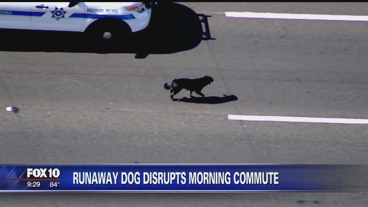 Dog reunited with owner after evading capture on US 60