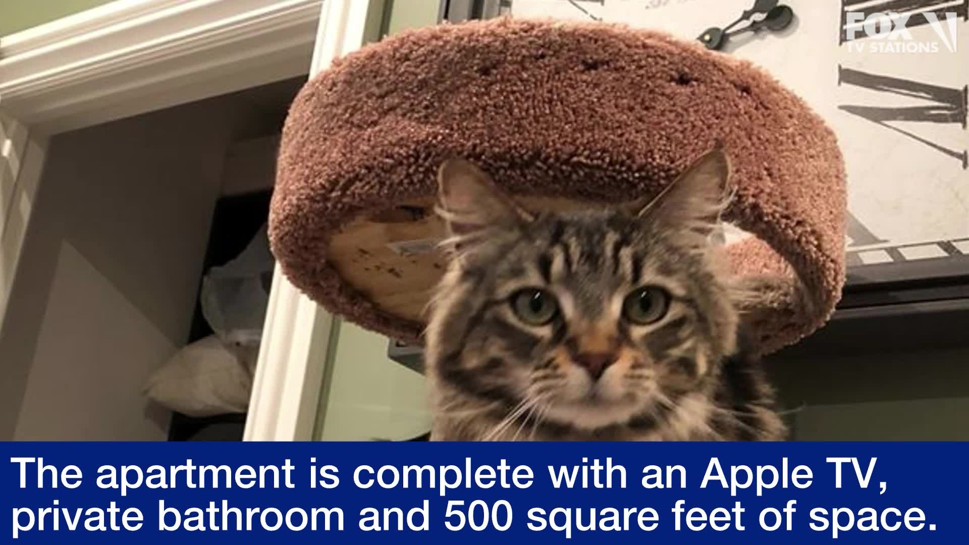 2 San Jose cats live without humans in $1,500-a-month studio apartment