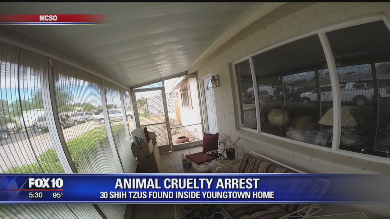 MCSO seizes over 30 dogs in Youngtown