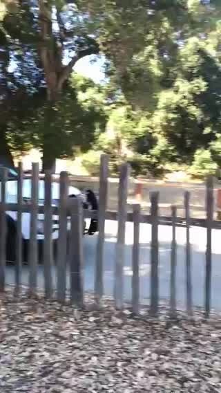 Investigation into crash at Cupertino park