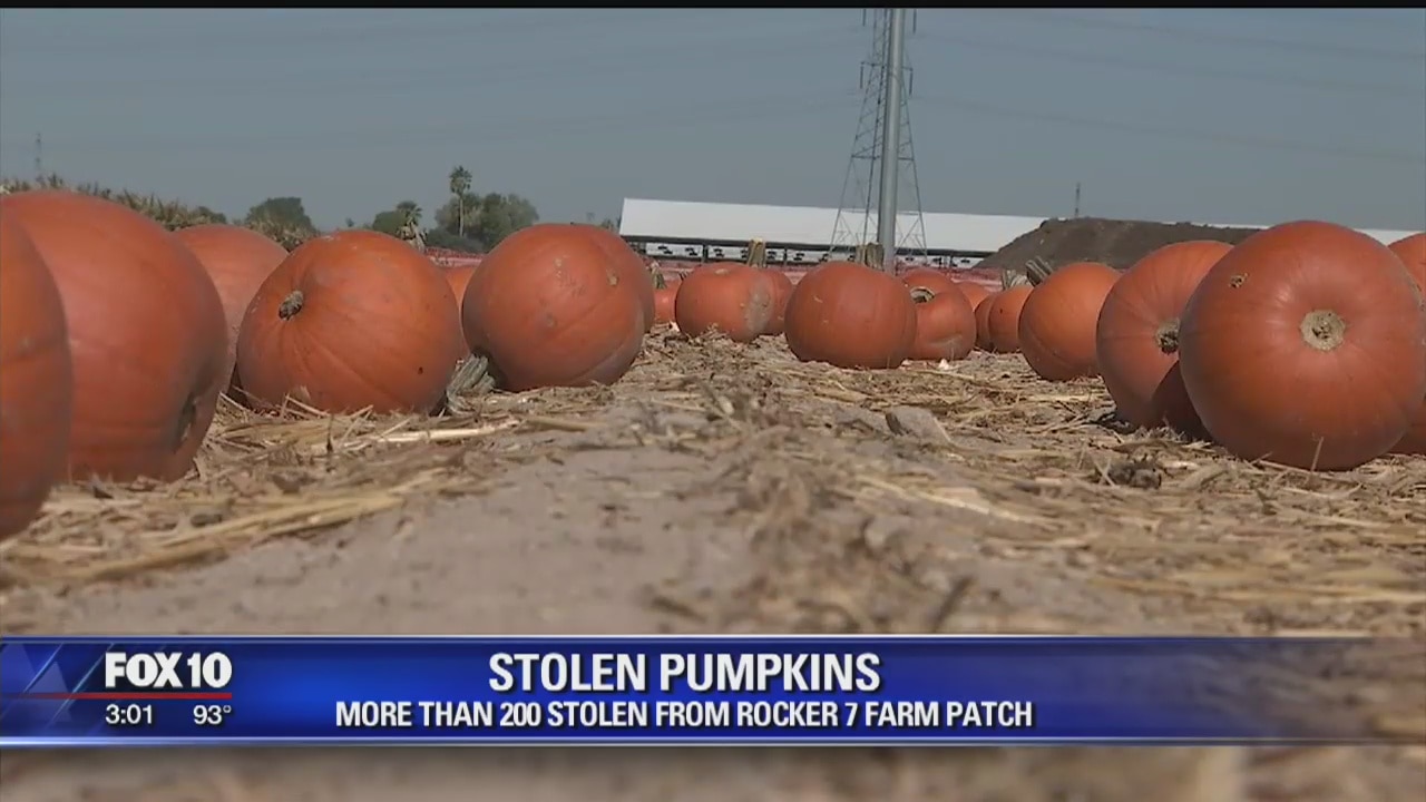 Hundreds of pumpkins stolen from pumpkin patch