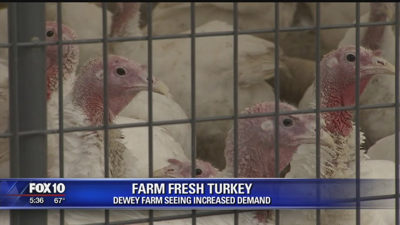 Dewey farm sees increased demand for fresh turkeys