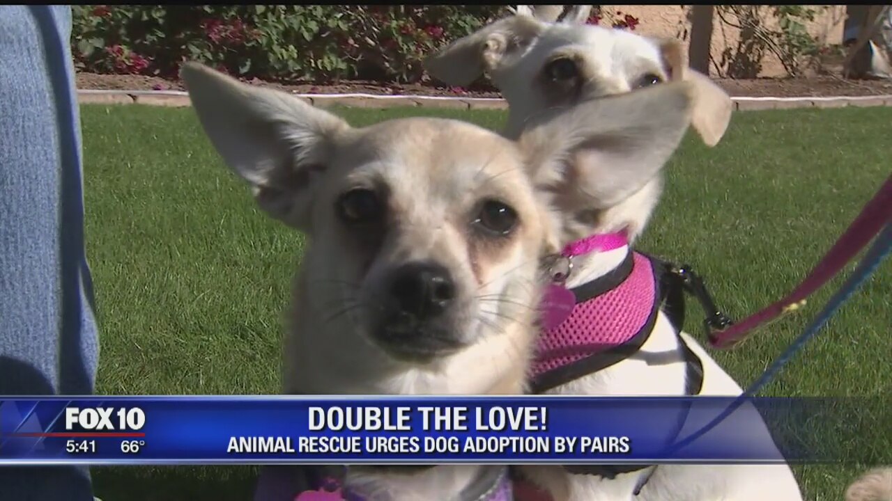 Animal rescue urges adoption by pairs