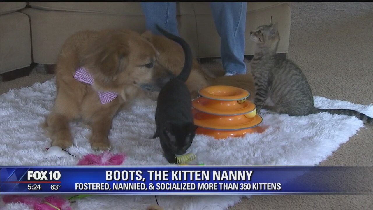 Rescue dog pays it forward by taking in rescue kitten