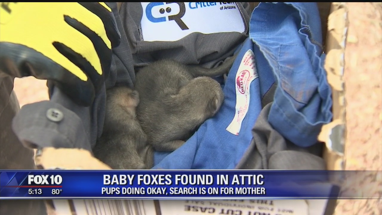 Baby foxes found in house attic