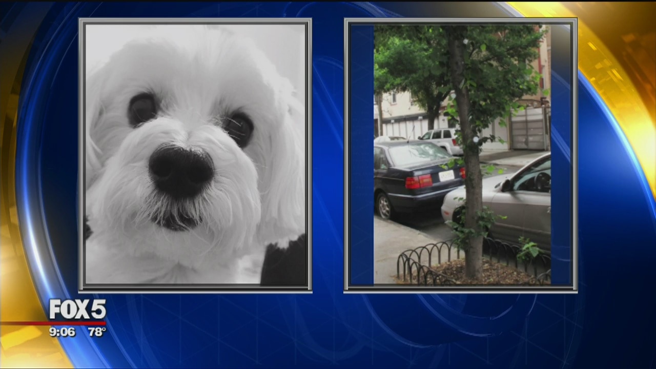 Greg Kelly Helps Save Stuck Dog