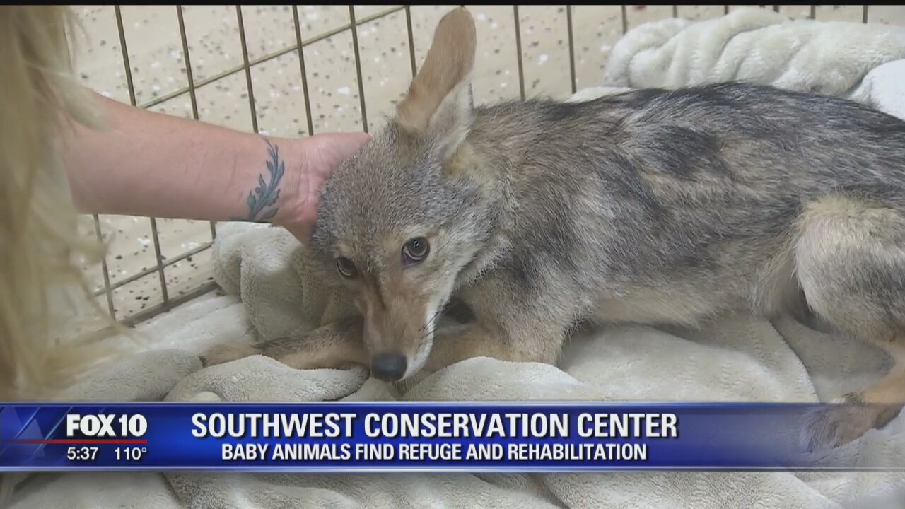 Scottsdale animal center helps nurture wild animals