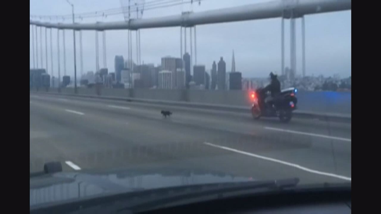 Chihuahua leads police on chase across Bay Bridge
