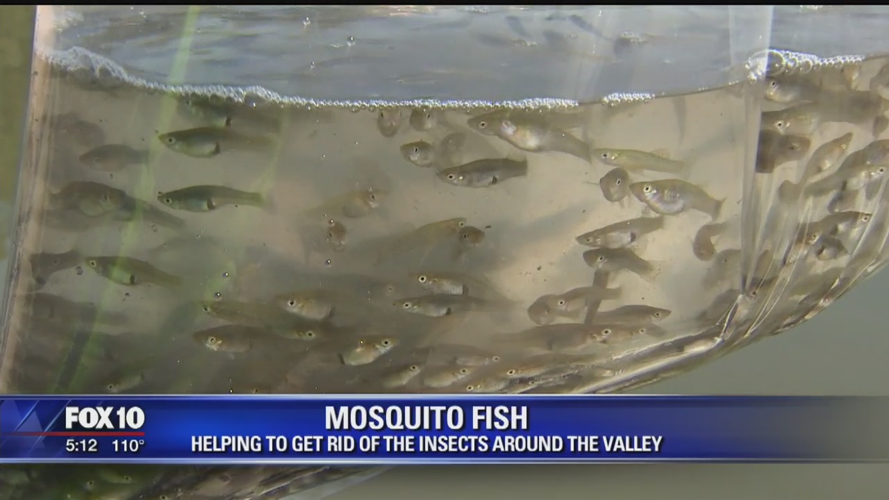 SRP deploying fish to combat mosquitoes and mosquito-borne illnesses