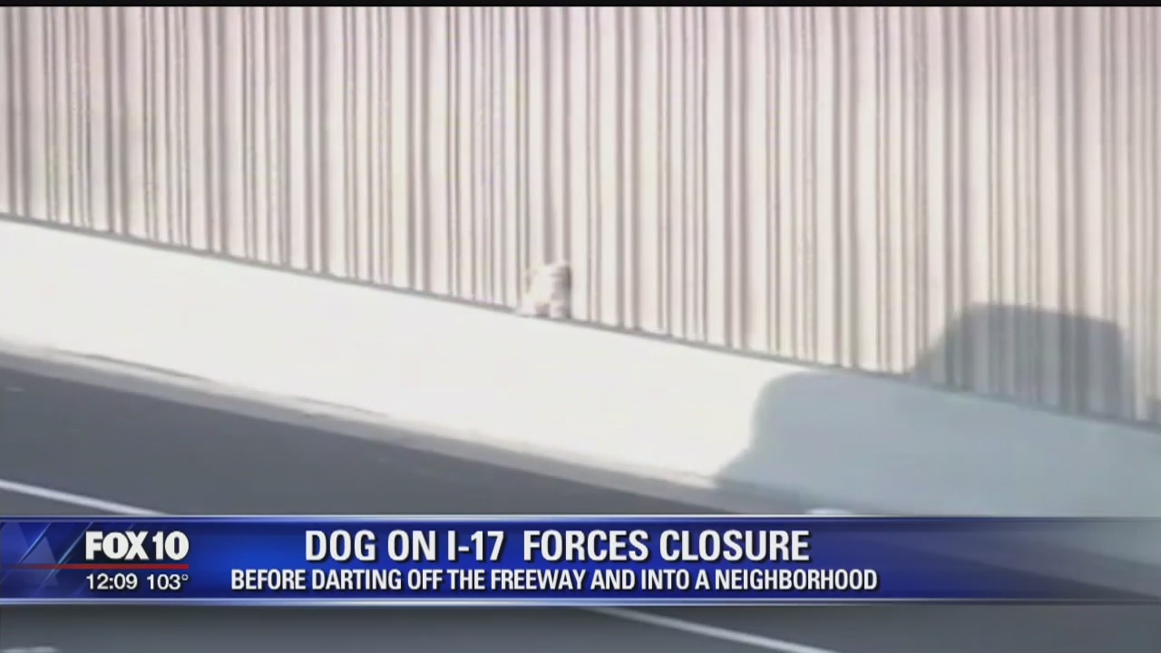 Loose dog stops traffic along I-17 in Phoenix