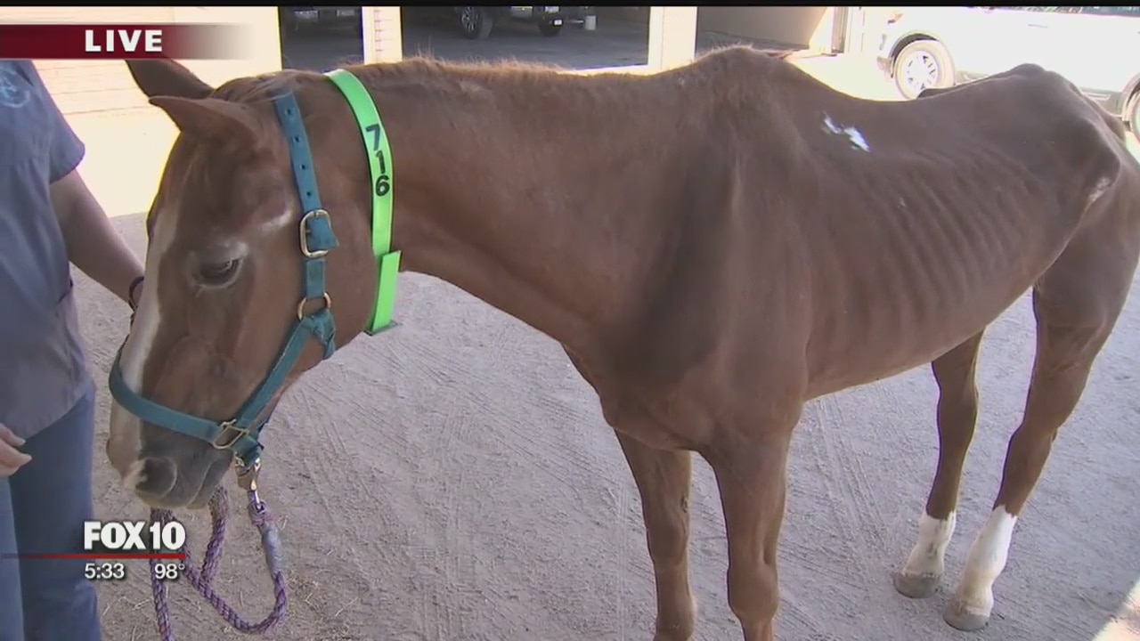 MCSO: 3 horses seized in New River area; caretaker blames 'hobos' for negligence
