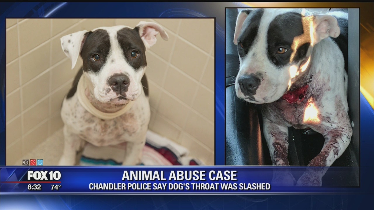 Police: 3-year-old dog found with severe cut to its neck
