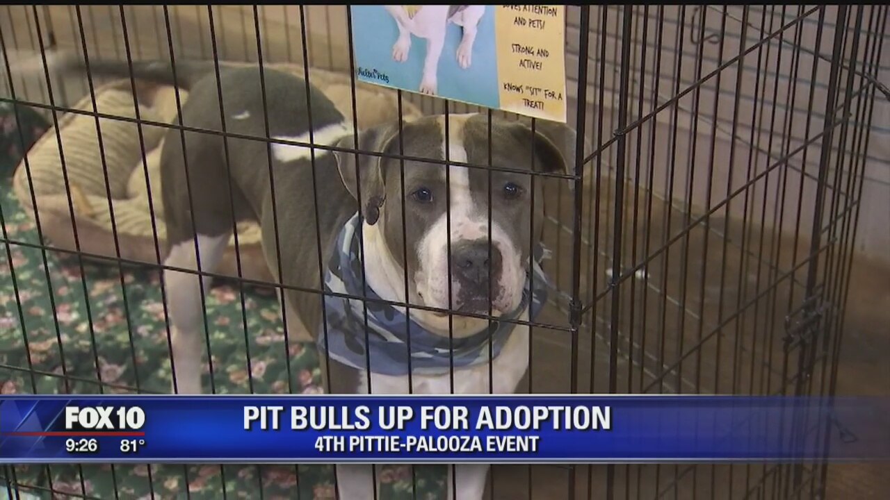 Hundreds line up for 'Pittie Palooza,' event offers cheap adoptions for pit bulls
