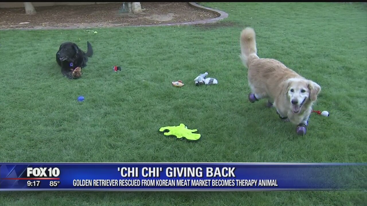 'Chi Chi' gives back: Dog rescued from meat market becomes a therapy animal