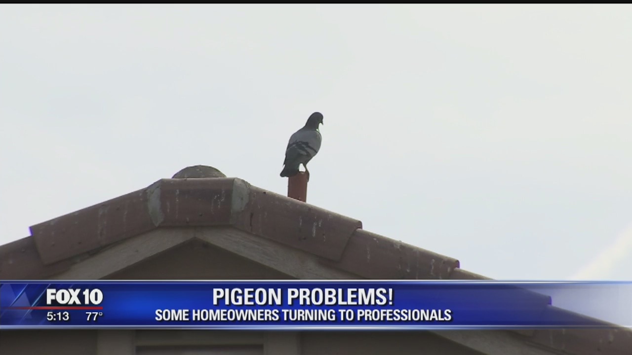 Pigeons causing problems for homeowners in parts of Phoenix