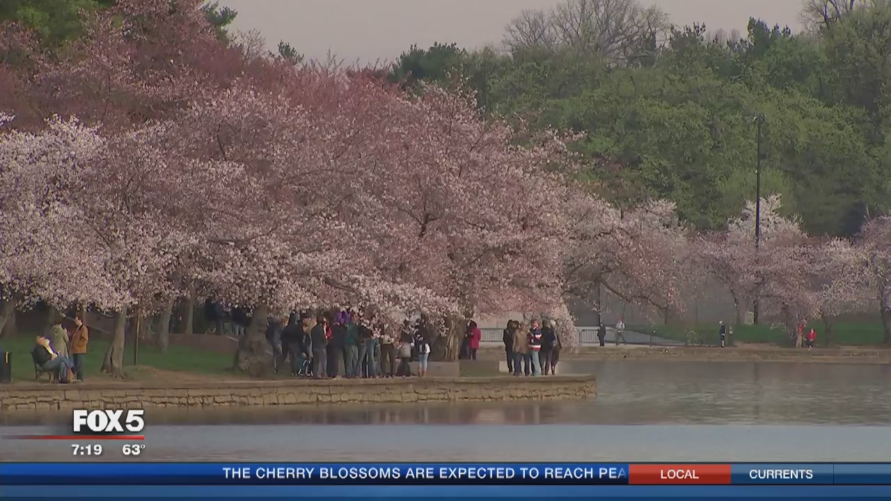 2016 cherry blossoms make their annual appearance