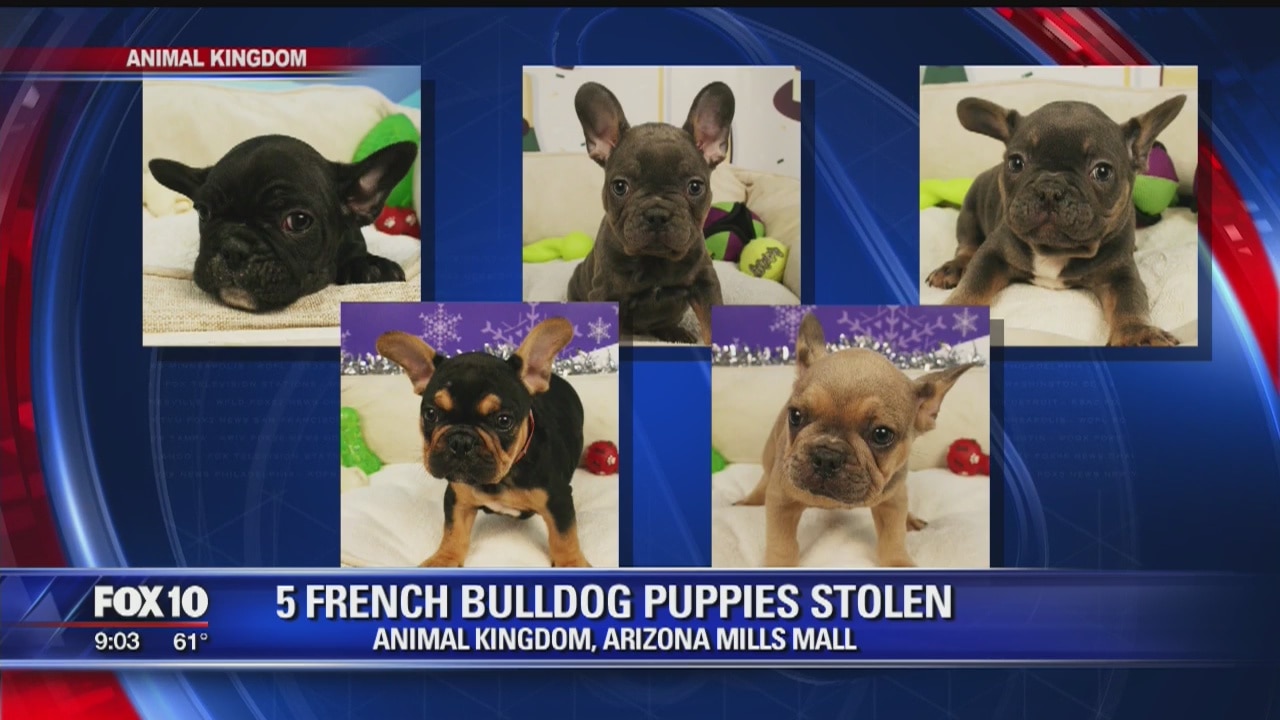 Tempe Police: Puppies stolen from Arizona Mills Mall