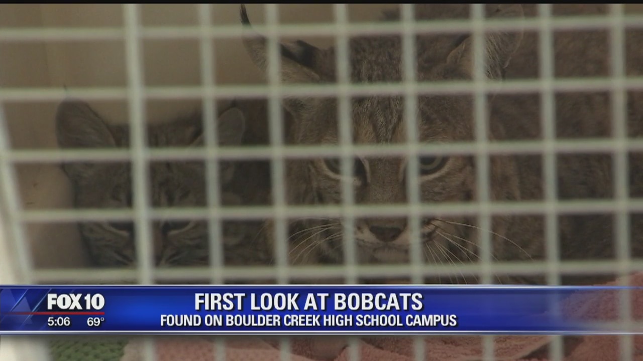 First look of bobcats rescued from high school in Anthem