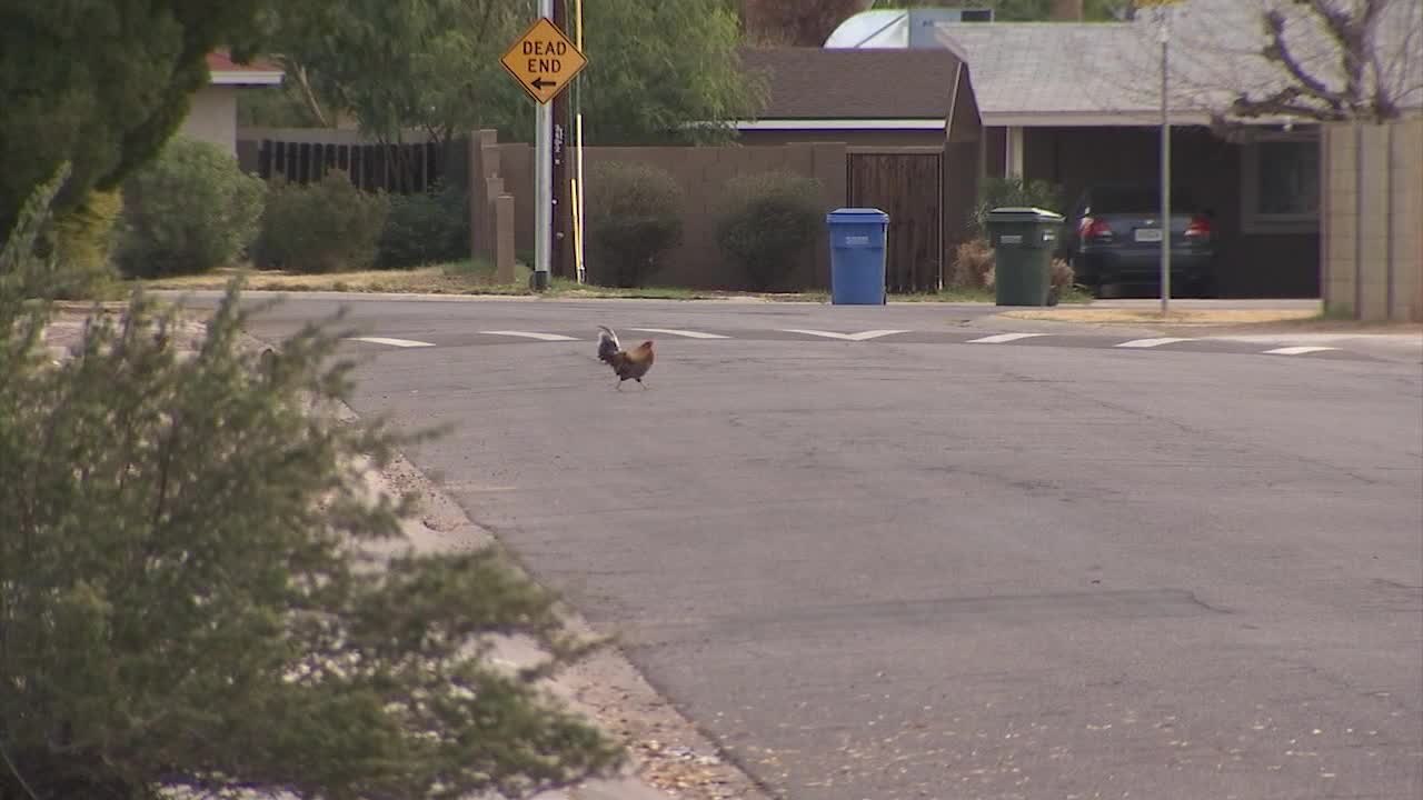 Phoenix neighborhood home to wild chickens, peacocks