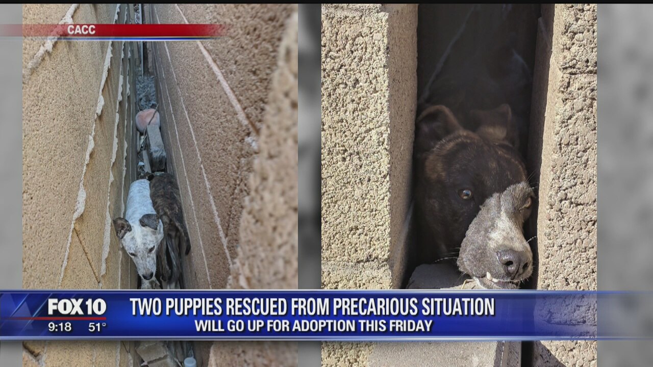 Two puppies rescued, after they were wedged between two walls