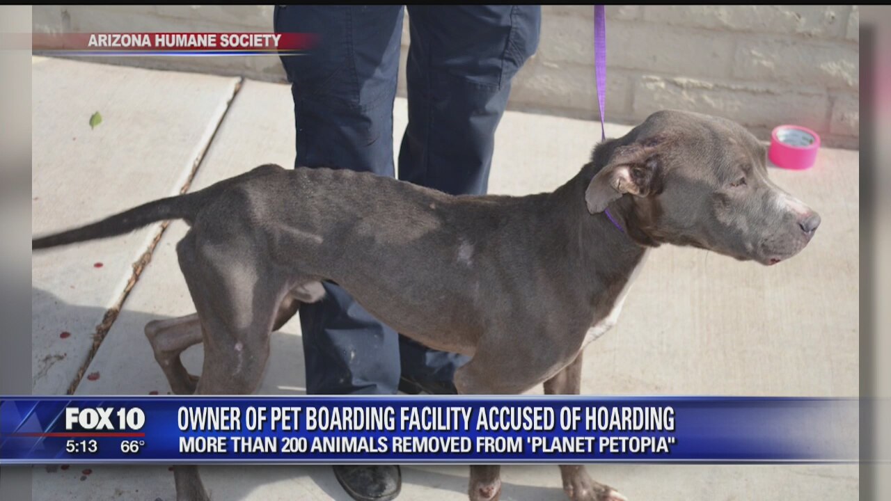 More than 150 animals seized from Phoenix boarding facility