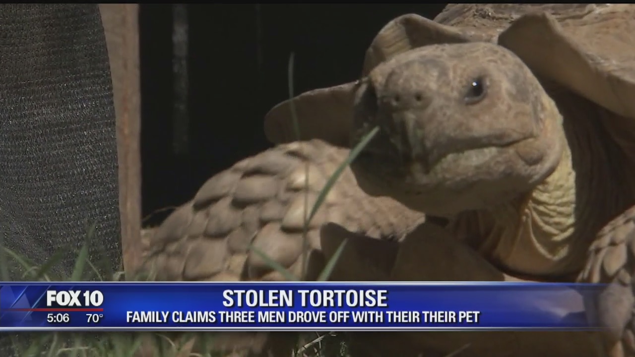 Family: Three men drove off with their pet tortoise