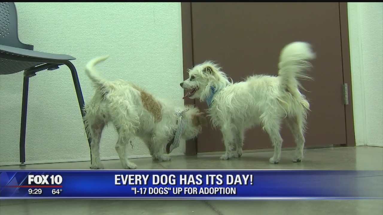 Freeway dogs find forever homes