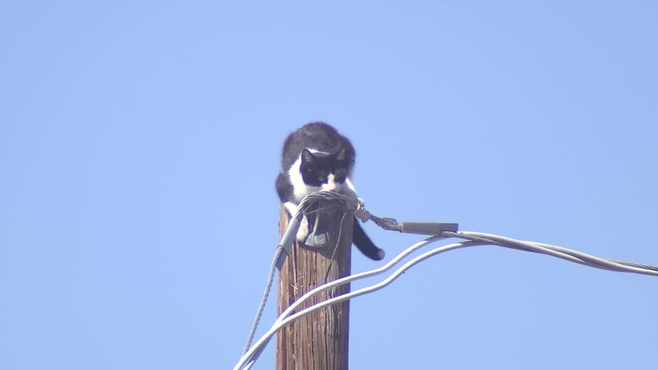 Stranded cat rescued from atop power pole in Phoenix neighborhood