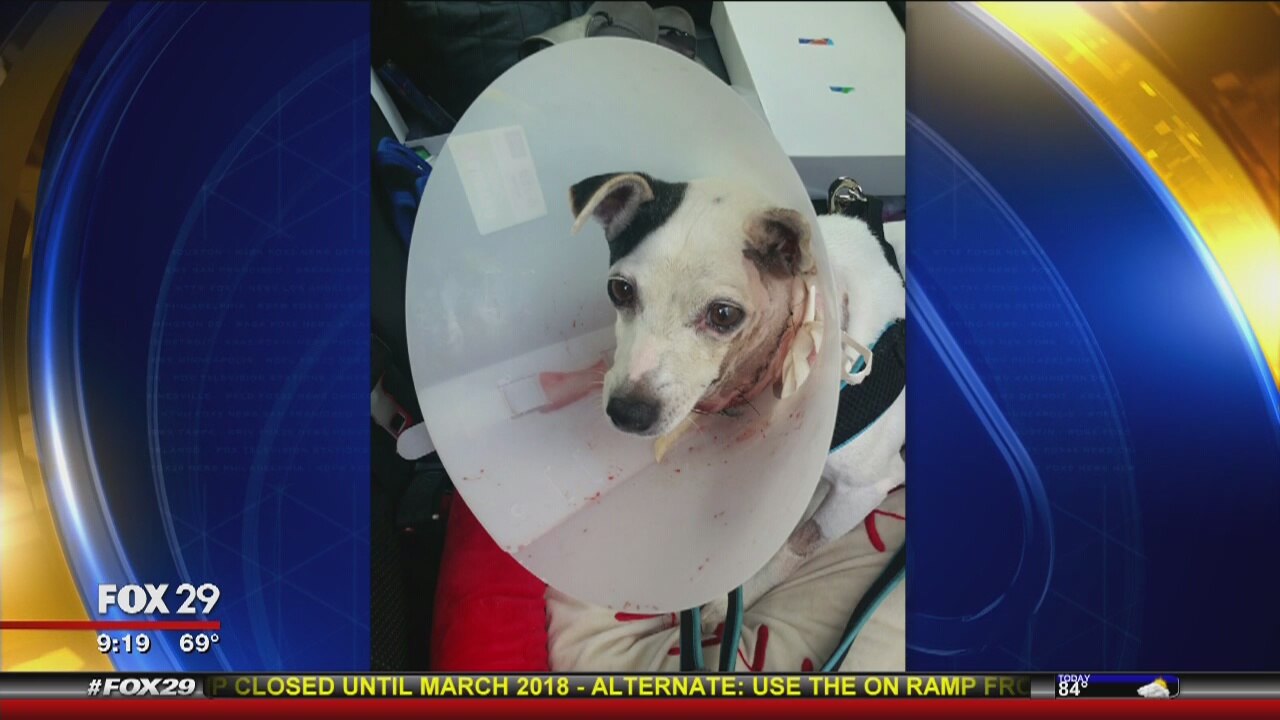 Sue Serio?s dog Rufus recovering from surgery