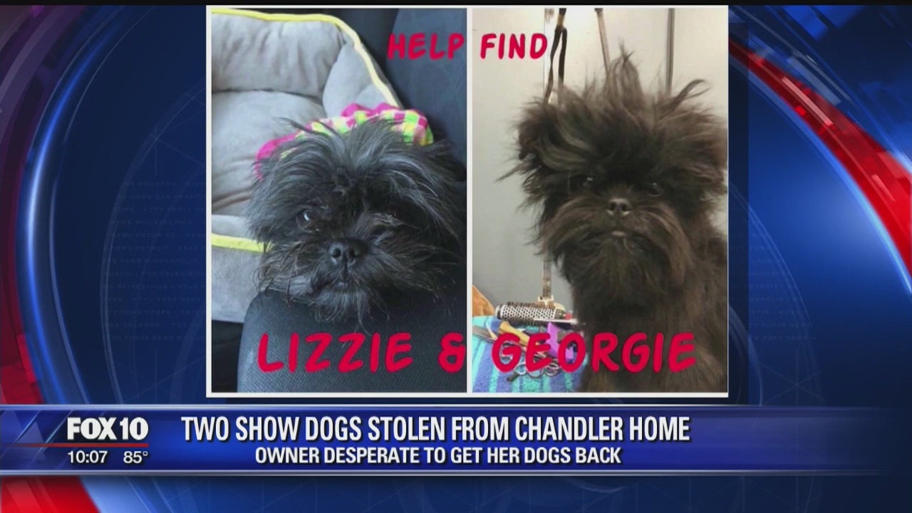 Chandler woman wants champion show dogs back