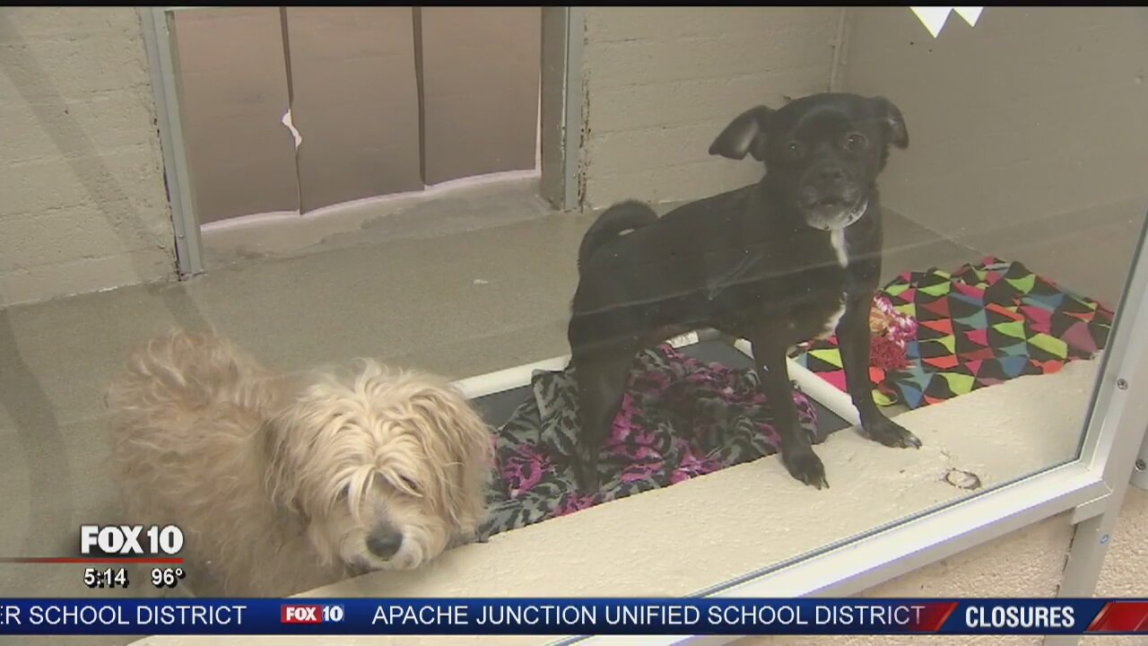 Cases of Distemper reported in Arizona