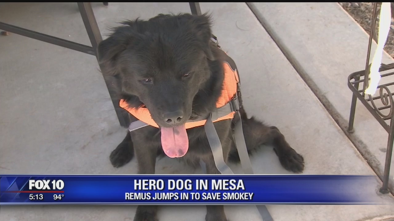 Video of hero dog in Mesa goes viral