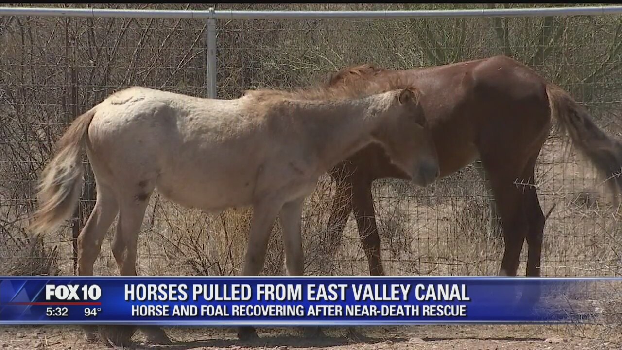 Incredible overnight rescue of wild horses caught on camera